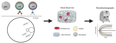 Exploring microplastic impact on whole blood clotting dynamics utilizing thromboelastography